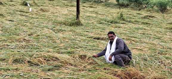 फोटो - 06 करतल में बारिश से खेत में पसरी धान की पकी फसल। संवाद