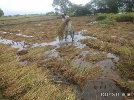 फोटो - 06 करतल में बारिश से खेत में पसरी धान की पकी फसल। संवाद