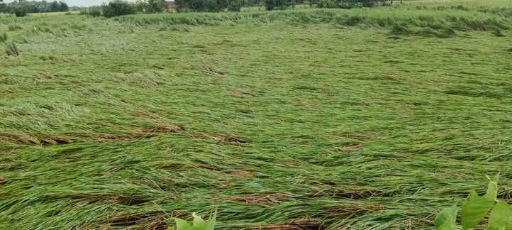 इंदरपुर क्षेत्र में बारिश और हवा के चलते गिरी धान की खड़ी फसल।संवाद इंदरपुर क्षेत्र में बारिश और हवा के चलते गिरी धान की खड़ी फसल।संवाद