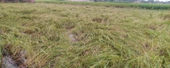 इंदरपुर क्षेत्र में बारिश और हवा के चलते गिरी धान की खड़ी फसल।संवाद इंदरपुर क्षेत्र में बारिश और हवा के चलते गिरी धान की खड़ी फसल।संवाद