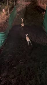 बाड़े में छोड़े जा रहे काले हिरण