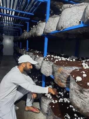 सांबा। सांबा में मशूरम का कारोबार शुरू करते किसान सांबा। सांबा में मशूरम का कारोबार शुरू करते किसान