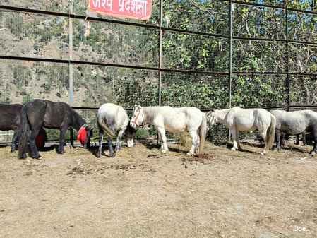 पाटबंगला मैदान में आयोजित किसान गोष्ठी में अश्व पालकों को किया जागरूक। संवाद पाटबंगला मैदान में आयोजित किसान गोष्ठी में अश्व पालकों को किया जागरूक। संवाद