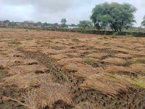 धान की कटी फसल पानी से हुई बर्बाद धान की कटी फसल पानी से हुई बर्बाद