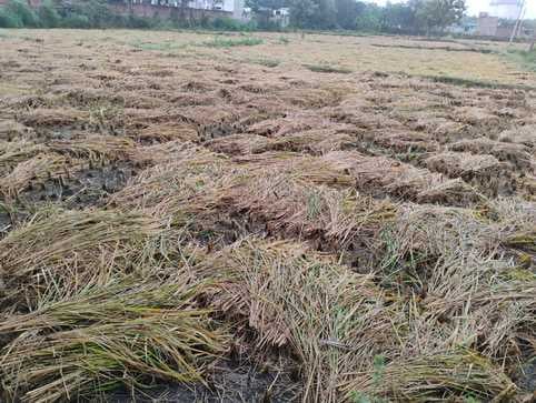धान की कटी फसल पानी से हुई बर्बाद धान की कटी फसल पानी से हुई बर्बाद