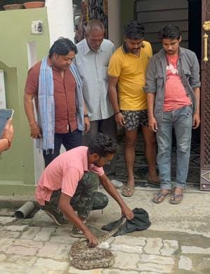 अजगर दिखने से मचा हड़कंप।