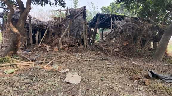 शारदा पार हाथियों ने रौंदी गन्ने की फसल। संवाद