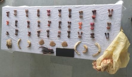 वन्य प्राणी के अंगों को बेचते पकड़ाई महिला