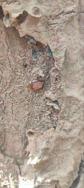 अमरकंटक के जंगल में साल बोरर से प्रभावित वृक्ष