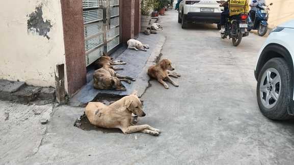 जगाधरी में डॉग शेल्टर का मुआयना करने नगर निगम के अधिकारी। प्रवक्ता जगाधरी में डॉग शेल्टर का मुआयना करने नगर निगम के अधिकारी। प्रवक्ता
