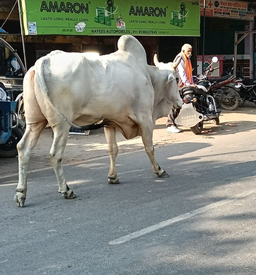 फोटो-10-हरपालपुर कस्बे की सड़क से जाता सांड़। संवाद