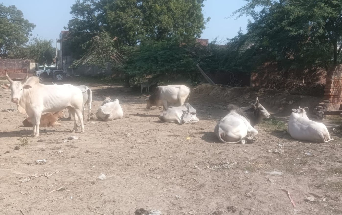 फोटो-10-हरपालपुर कस्बे की सड़क से जाता सांड़। संवाद