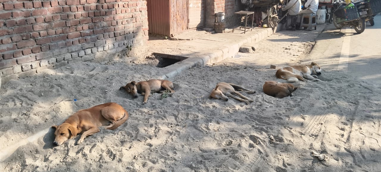 नेहरू पार्क में घूमता लावारिस कुत्ता। संवाद नेहरू पार्क में घूमता लावारिस कुत्ता। संवाद