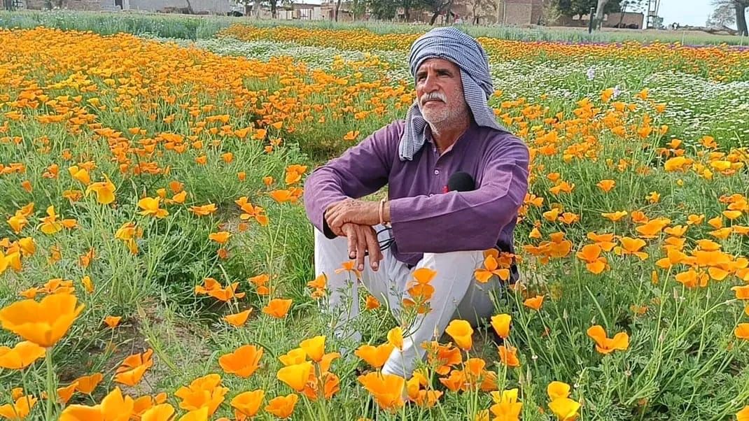 सिरसा। खेतों में तैयार की गई पौध। विज्ञप्ति