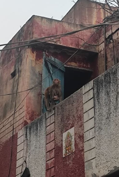 13-शहर में लघु सचिवालय परिसर में घुसा बंदर। संवाद 13-शहर में लघु सचिवालय परिसर में घुसा बंदर। संवाद