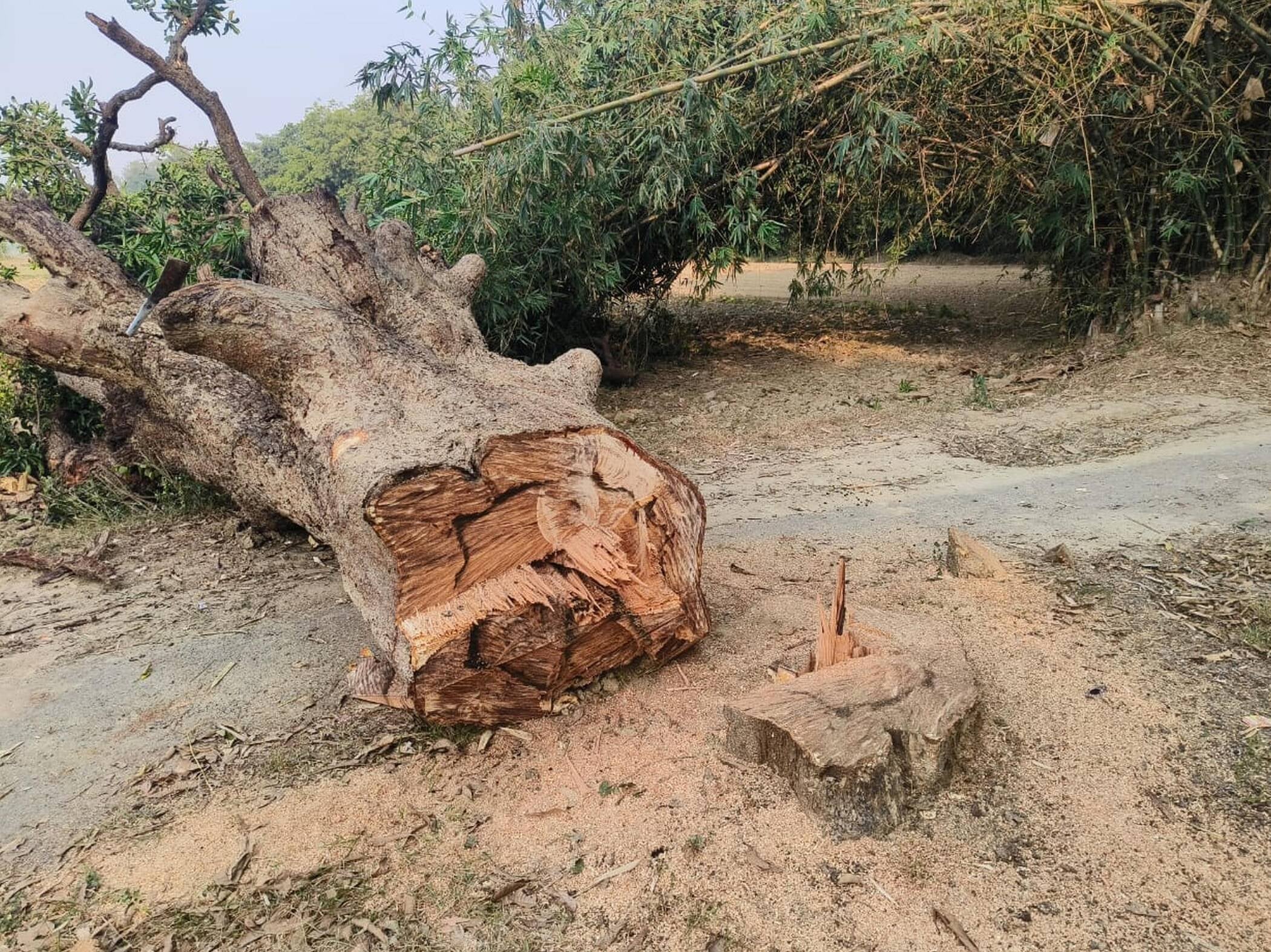 फोटो-35- रास्ते से काटकर हटाए गए पेड़। संवाद फोटो-35- रास्ते से काटकर हटाए गए पेड़। संवाद