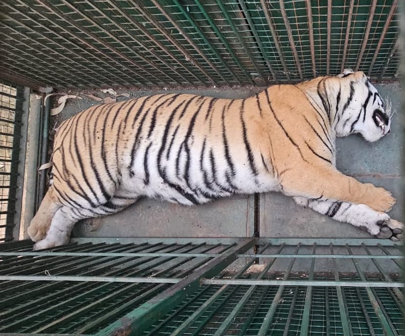 अफजलगढ़ के गांव मोहम्मदपुर राजौरी में ट्रैंकुलाइज कर बाघ को ले जाते वन विभाग की टीम। स्रोत वन व अफजलगढ़ के गांव मोहम्मदपुर राजौरी में ट्रैंकुलाइज कर बाघ को ले जाते वन विभाग की टीम। स्रोत वन व