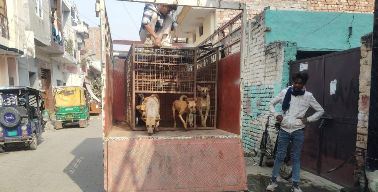 जिला नागरिक अस्पताल में सो रहे कुत्ते। संवाद