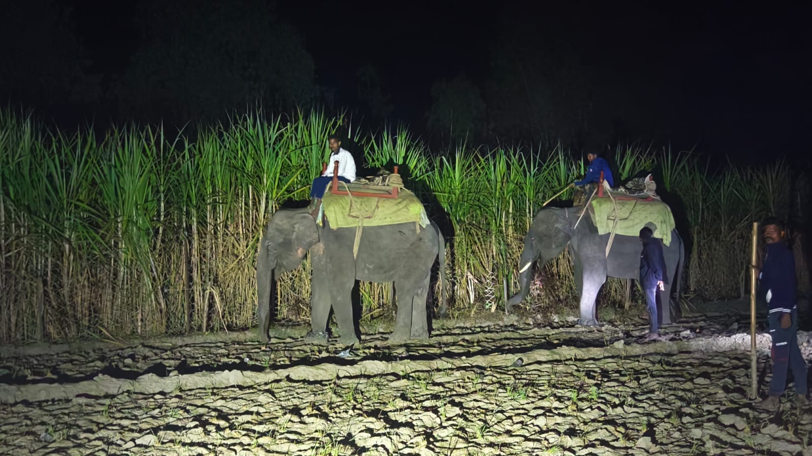 पताबोझी गांव में बाघ की मौजूदगी के बाद लगी ग्रामीणोंं की भीड़। स्रोत ग्रामीण