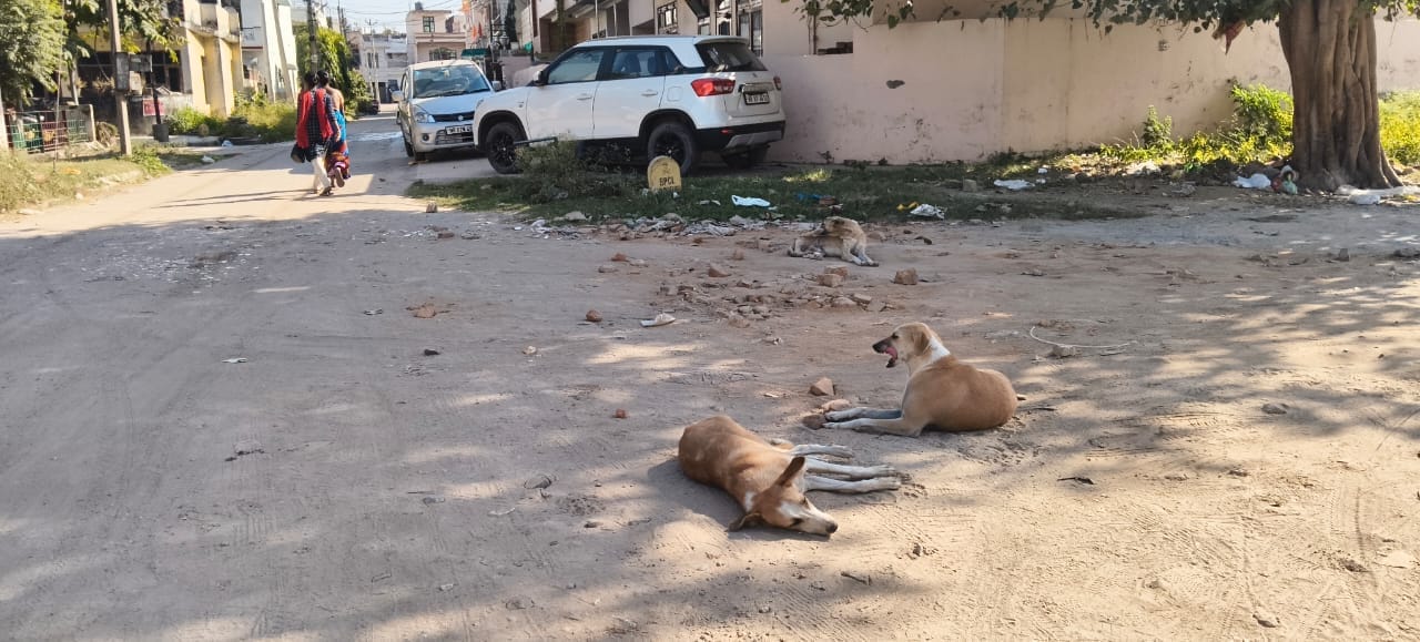 नेहरू पार्क में घूमता लावारिस कुत्ता। आर्काइव नेहरू पार्क में घूमता लावारिस कुत्ता। आर्काइव