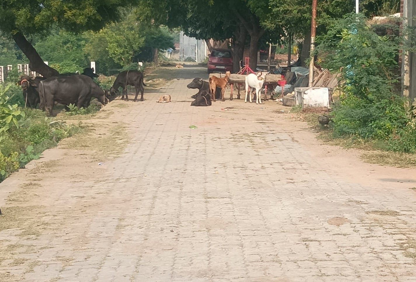 फोटो 17 एचएएमपी 10- झंडा स्थल पर मार्बल पत्थर टूटकर बिखरे पड़े। संवाद