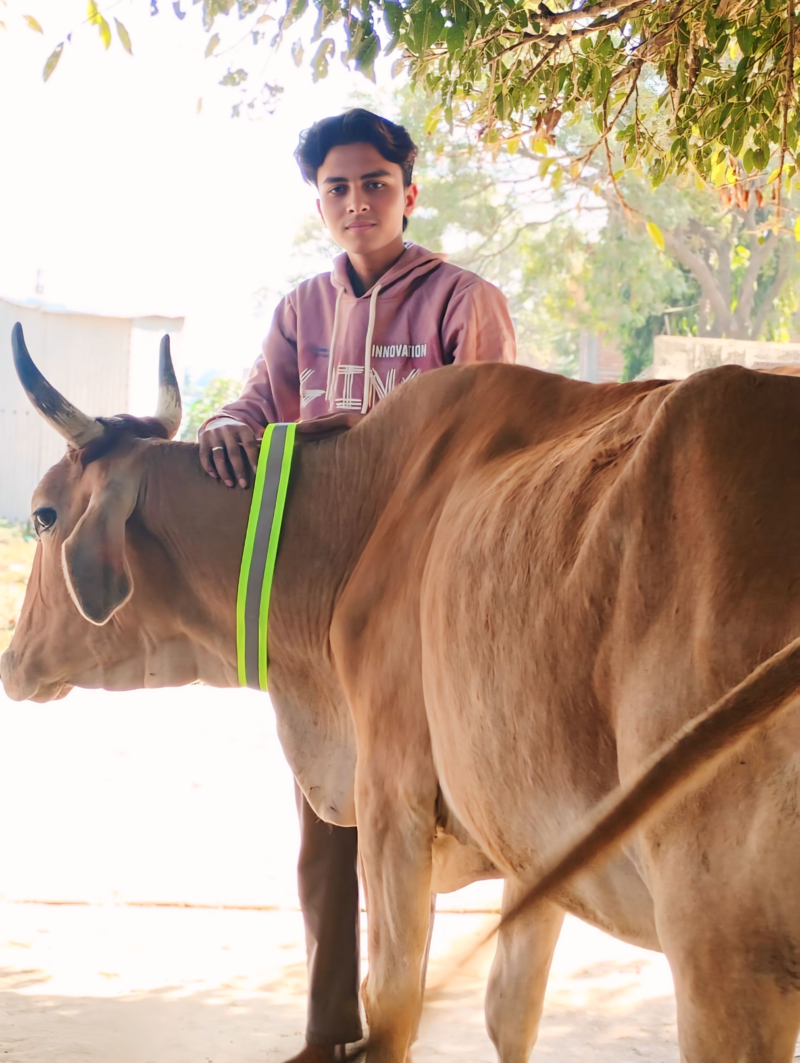 कुंवरगांव में थाने के पास गोवंश को रेडियम पट्टी पहनाते युवक। स्रोत स्वयं