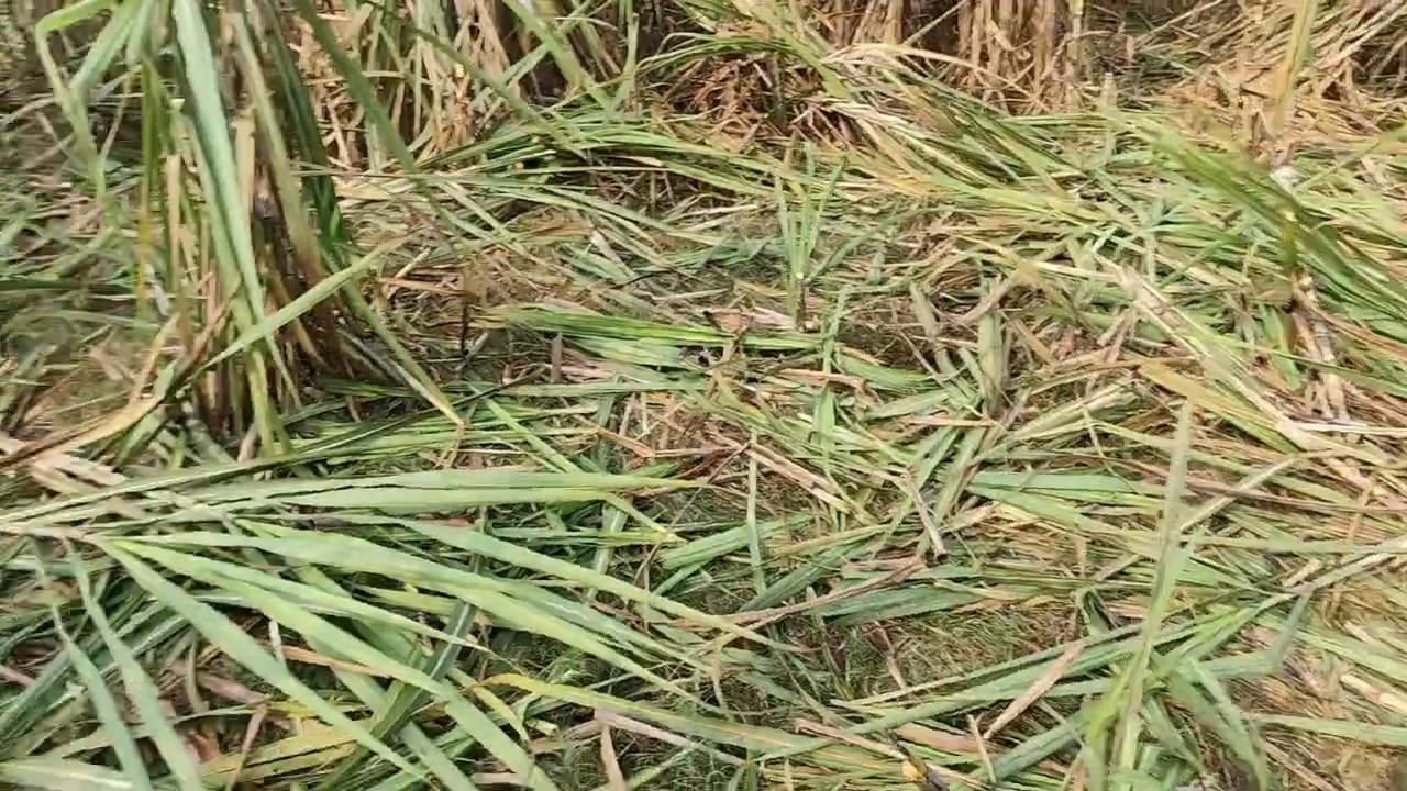 मझगईं के भगवंतनगर गुलरा में हाथियों द्वारा तोडी गई मचान। संवाद