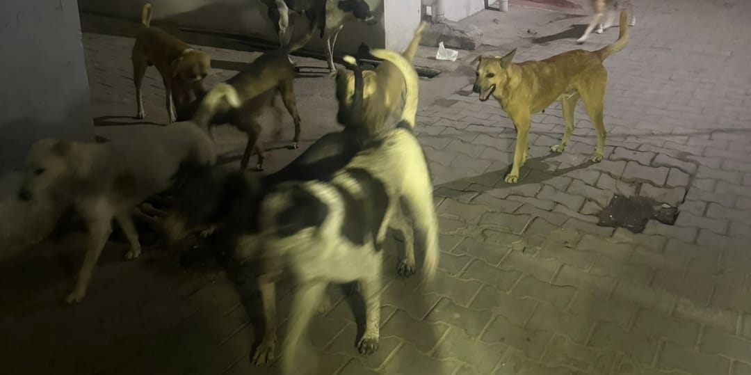 शाहाबाद। माजरी मौहल्ला में घूमता कुत्तों का झुंड। संवाद शाहाबाद। माजरी मौहल्ला में घूमता कुत्तों का झुंड। संवाद