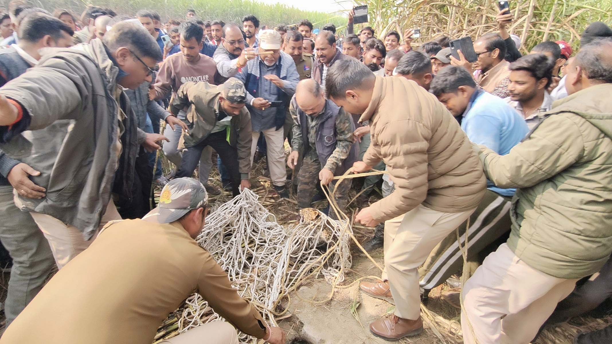 खुटार के गांव सौंफरी में कुएं में गिरा तेंदुए का शावक। संवाद खुटार के गांव सौंफरी में कुएं में गिरा तेंदुए का शावक। संवाद