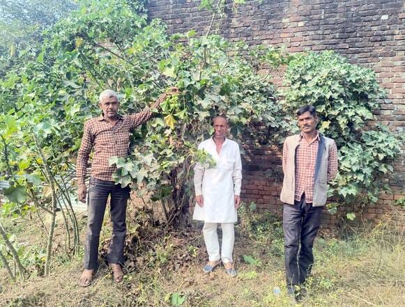 संभल में जेट्रोफा के फल खाने से जान गंवाने वाली बबली यादव का फाइल फोटो। संवाद