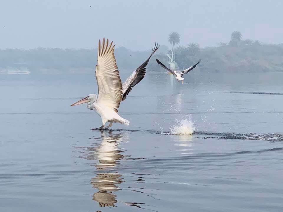 सूरसरोवर में पहुंचे पक्षी सूरसरोवर में पहुंचे पक्षी