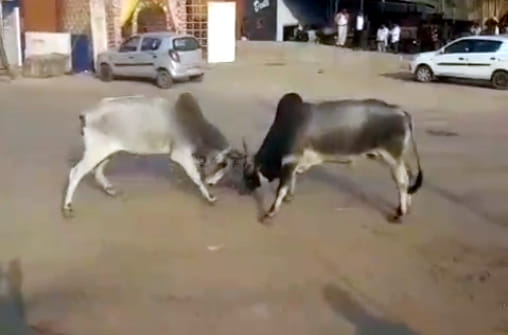 बरहन , आंवलखेडा में आपस में भिडे सांड