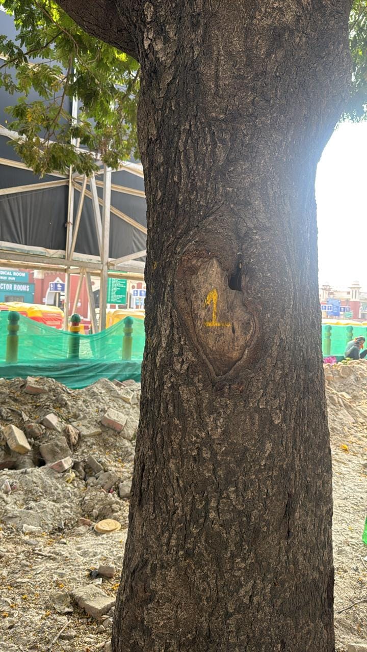 चारबाग स्टेशनः 20 हरेभरे वृक्षों को काटने की तैयारी, कर दी नंबंरिंग
