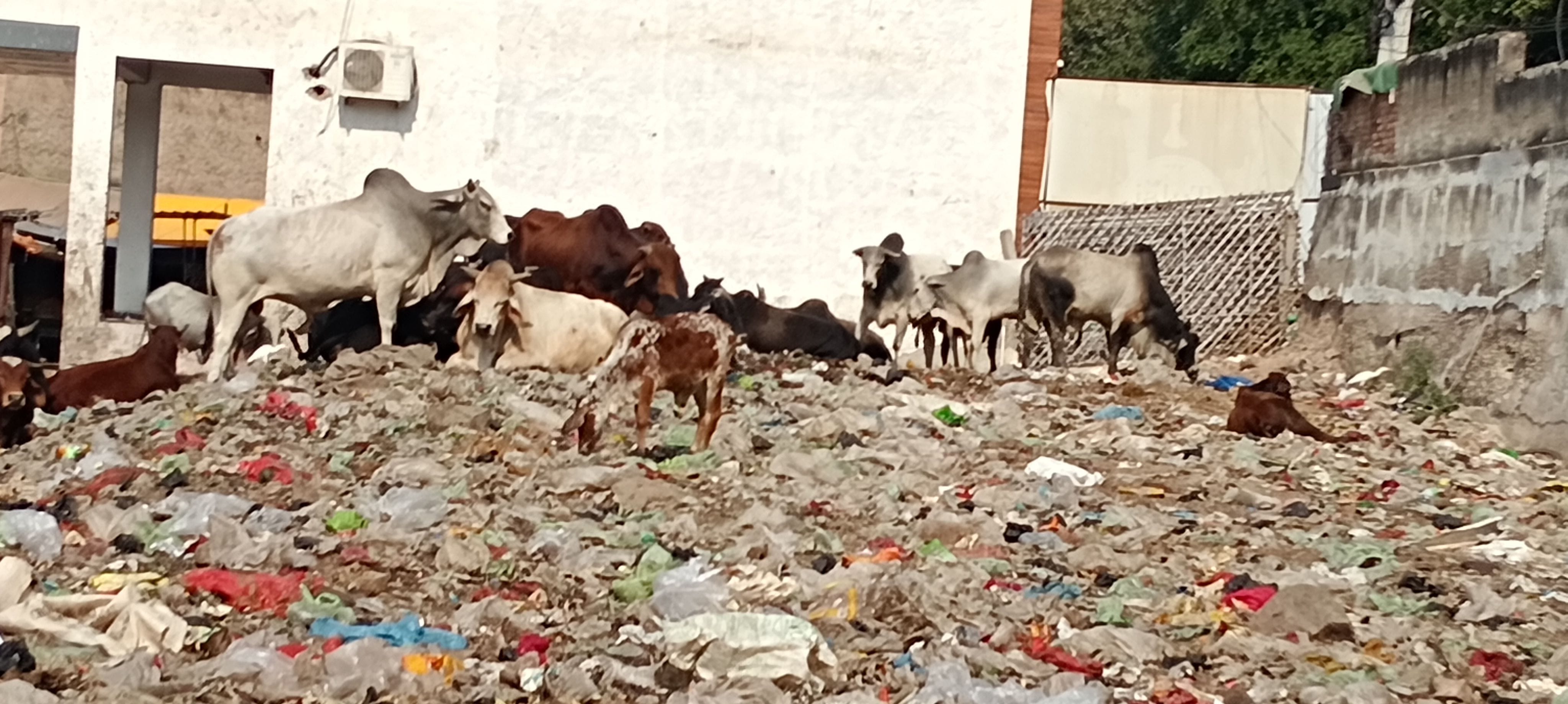 फोटो संख्या:79- सब्जी मंडी से ब्रह्मचारी रोड बदहाल अवस्था में--संवाद फोटो संख्या:79- सब्जी मंडी से ब्रह्मचारी रोड बदहाल अवस्था में--संवाद