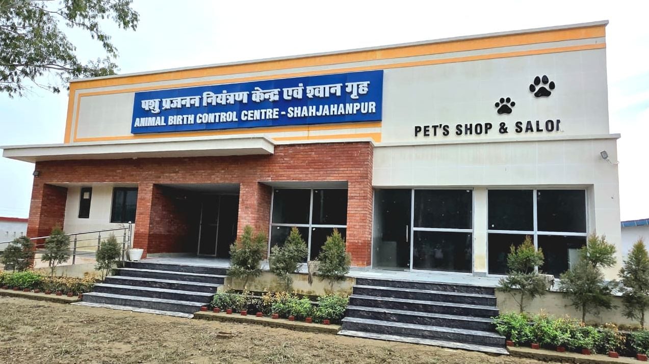 कैंट क्षेत्र में झुंड लगाकर बैठे बंदर। संवाद कैंट क्षेत्र में झुंड लगाकर बैठे बंदर। संवाद