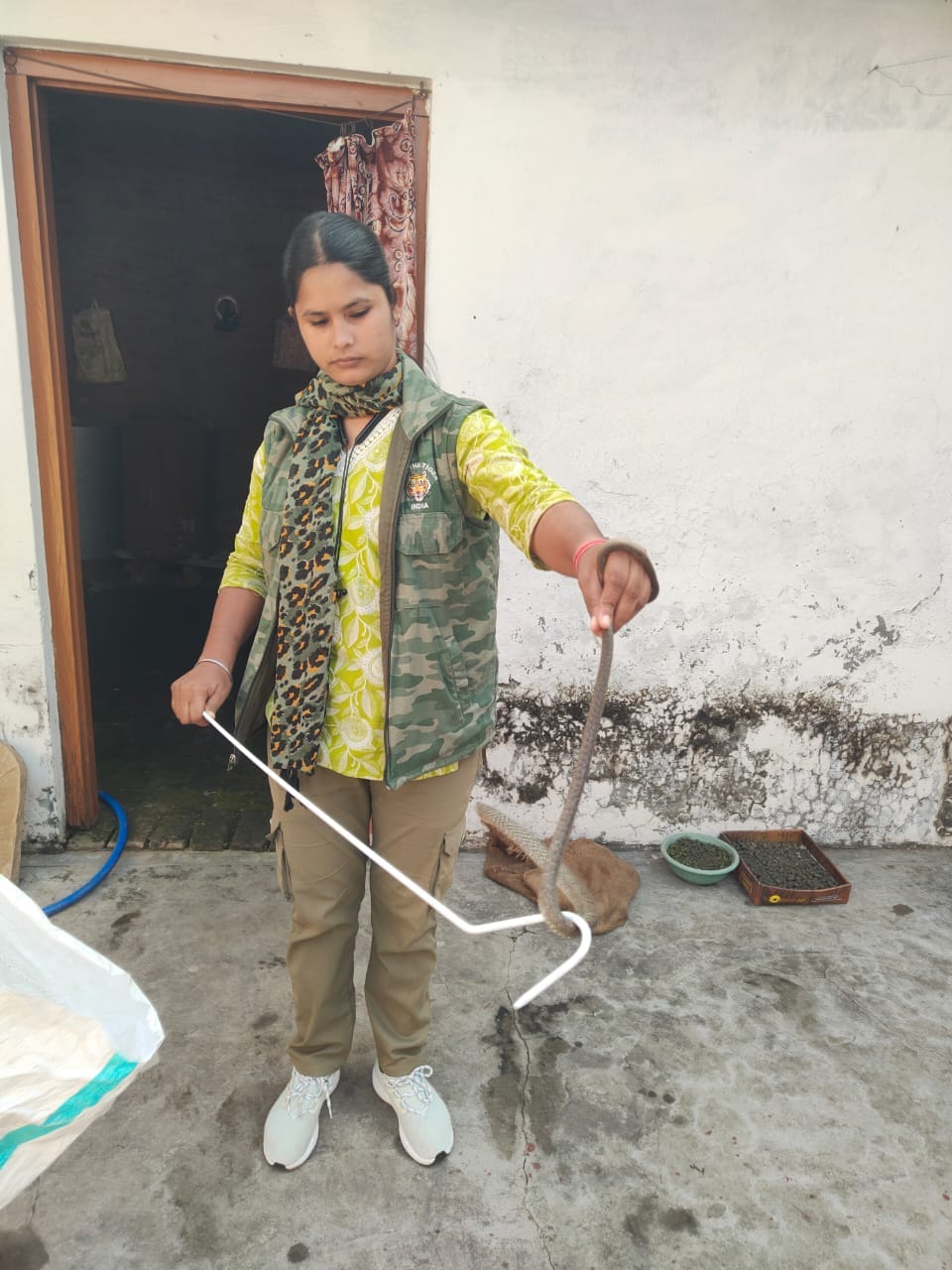 पलिया के बसंतापुर कलां में हाथियों द्वारा रौंदी गई फसल। स्रोत : किसान पलिया के बसंतापुर कलां में हाथियों द्वारा रौंदी गई फसल। स्रोत : किसान