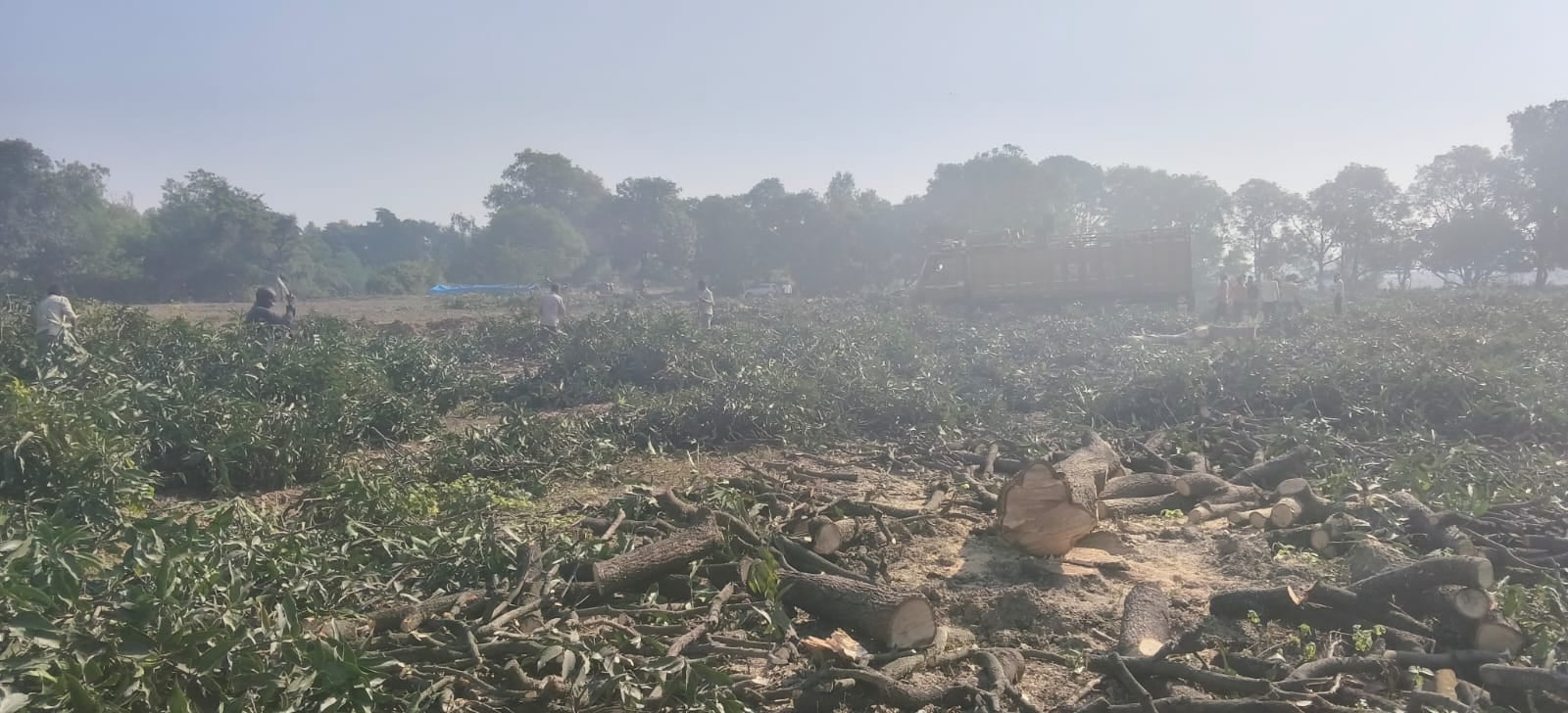 25 की परमिट थी, 50 से अधिक पेड़ काट डाले