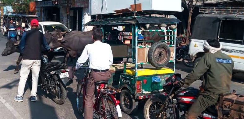 अंटा चौराहा जेल रोड पर भैंसो के निकलने के कारण बन रही जाम की स्थिति। संवाद