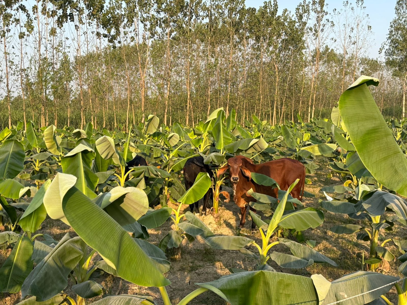 खेतों में नुकसान करते छुट्टा पशु खेतों में नुकसान करते छुट्टा पशु