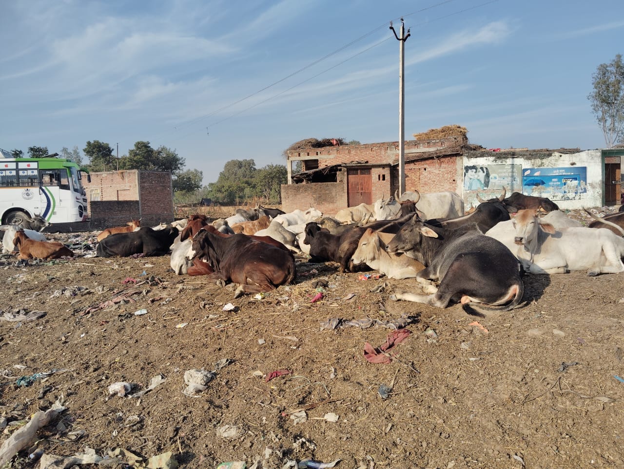 खेतों में नुकसान करते छुट्टा पशु खेतों में नुकसान करते छुट्टा पशु