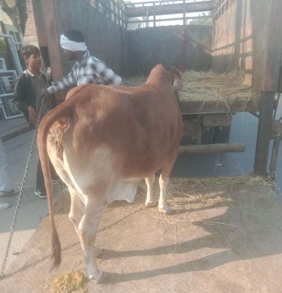 गोवंश पकड़ते निगम की टीम। संवाद गोवंश पकड़ते निगम की टीम। संवाद