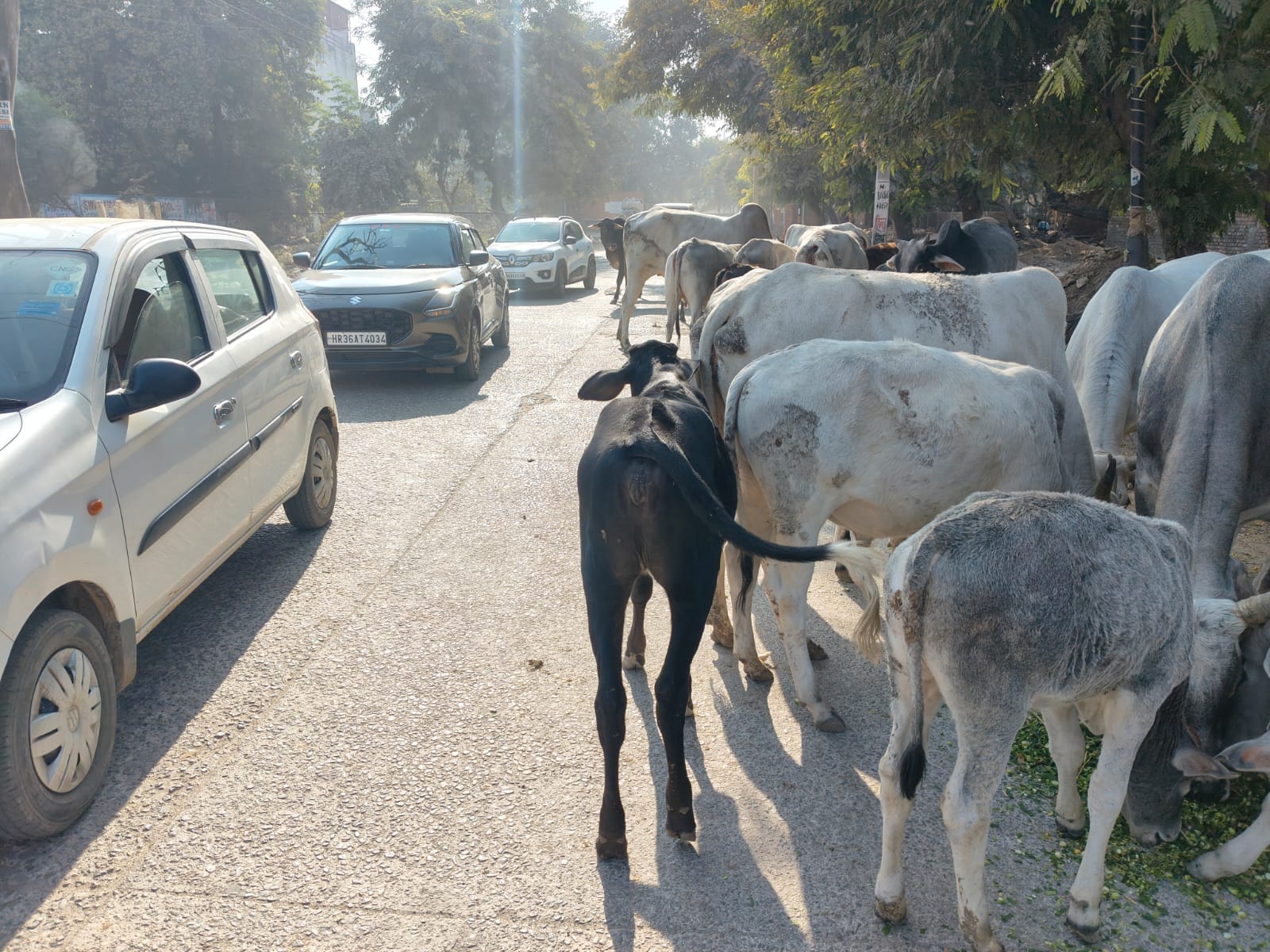 रेवाड़ी-शाहजहांपुर स्टेट हाईवे-15 भाड़ावास ओवरब्रिज पर रात के समय घूम रही गाय। संवाद रेवाड़ी-शाहजहांपुर स्टेट हाईवे-15 भाड़ावास ओवरब्रिज पर रात के समय घूम रही गाय। संवाद