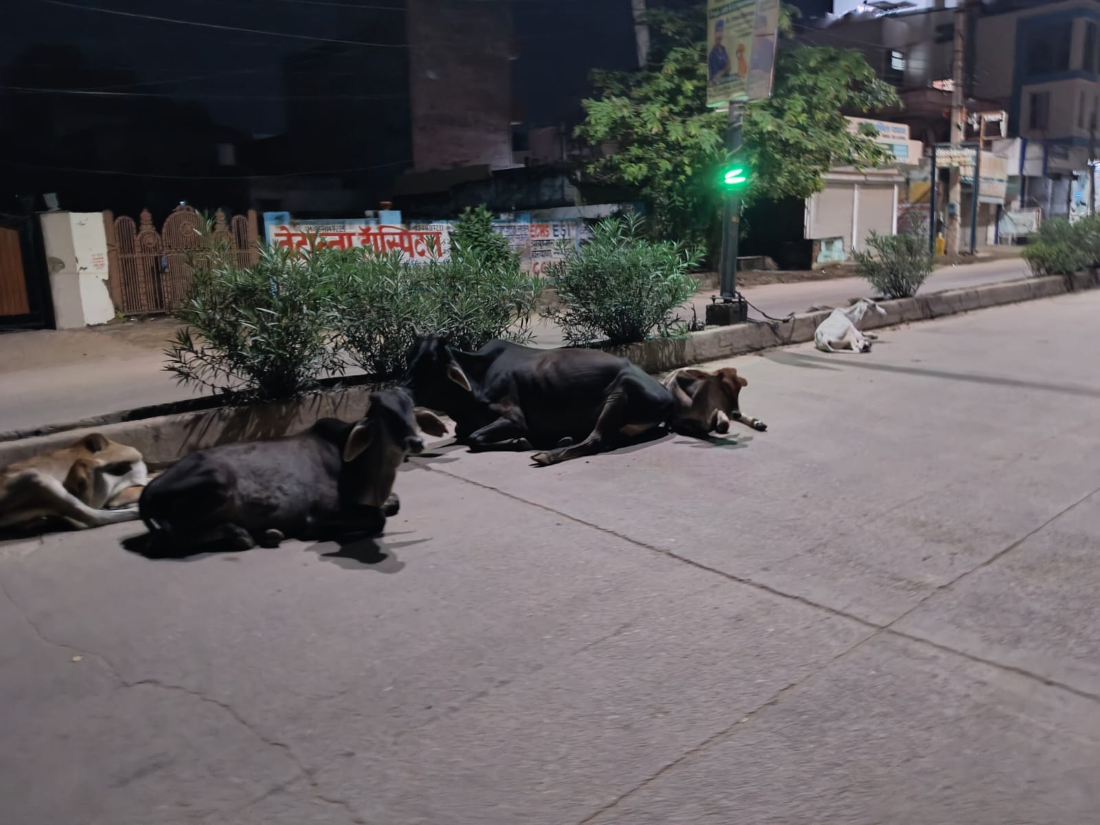 रेवाड़ी-शाहजहांपुर स्टेट हाईवे-15 भाड़ावास ओवरब्रिज पर रात के समय घूम रही गाय। संवाद रेवाड़ी-शाहजहांपुर स्टेट हाईवे-15 भाड़ावास ओवरब्रिज पर रात के समय घूम रही गाय। संवाद