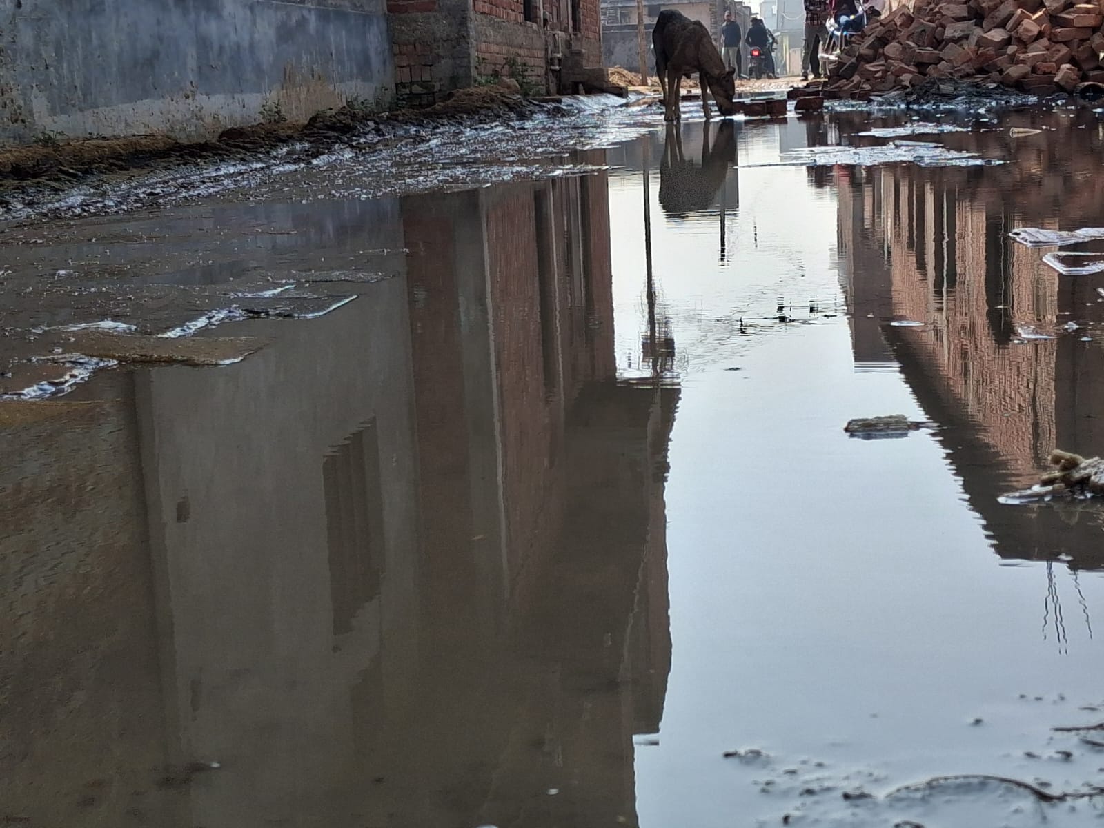 सरधना। मोहल्ला कालंद रोड नई बस्ती में डेरी संचालकों द्वारा की गई गंदगी के का विरोध करते स्थानीय सरधना। मोहल्ला कालंद रोड नई बस्ती में डेरी संचालकों द्वारा की गई गंदगी के का विरोध करते स्थानीय