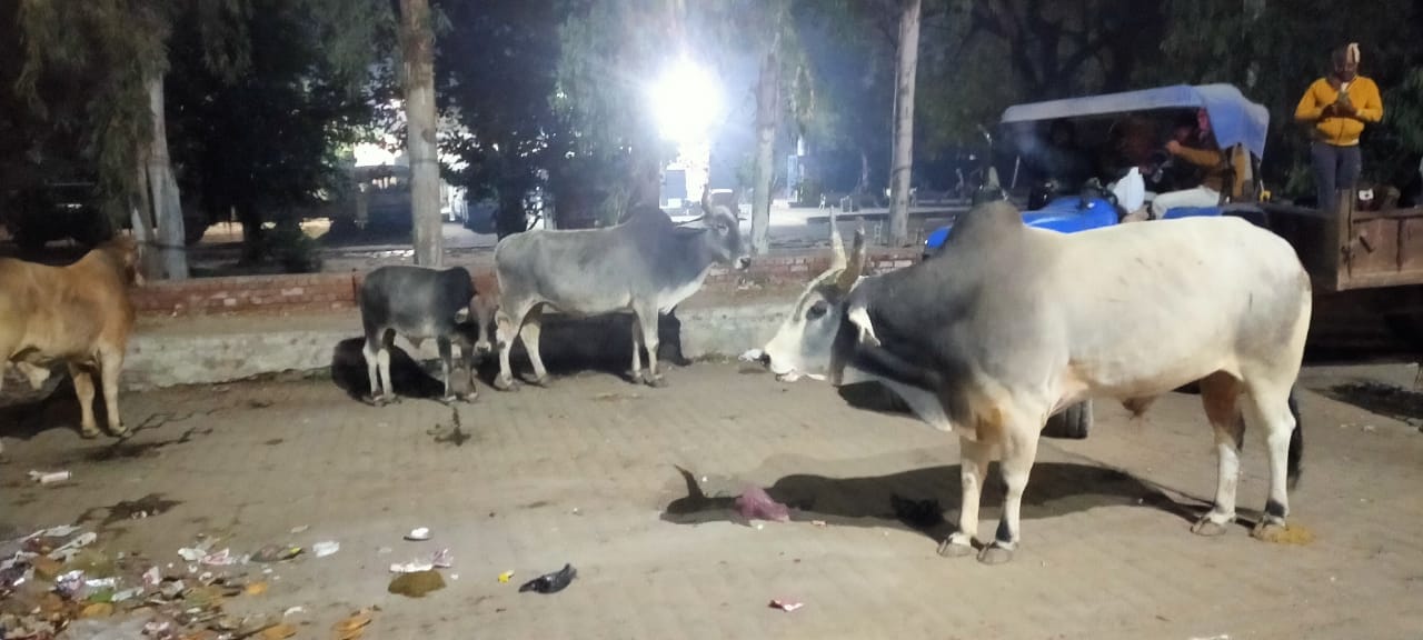 19...रोहतक में सड़क पर गुजर रही कार और घूमता लावारिस पशु। संवाद 19...रोहतक में सड़क पर गुजर रही कार और घूमता लावारिस पशु। संवाद