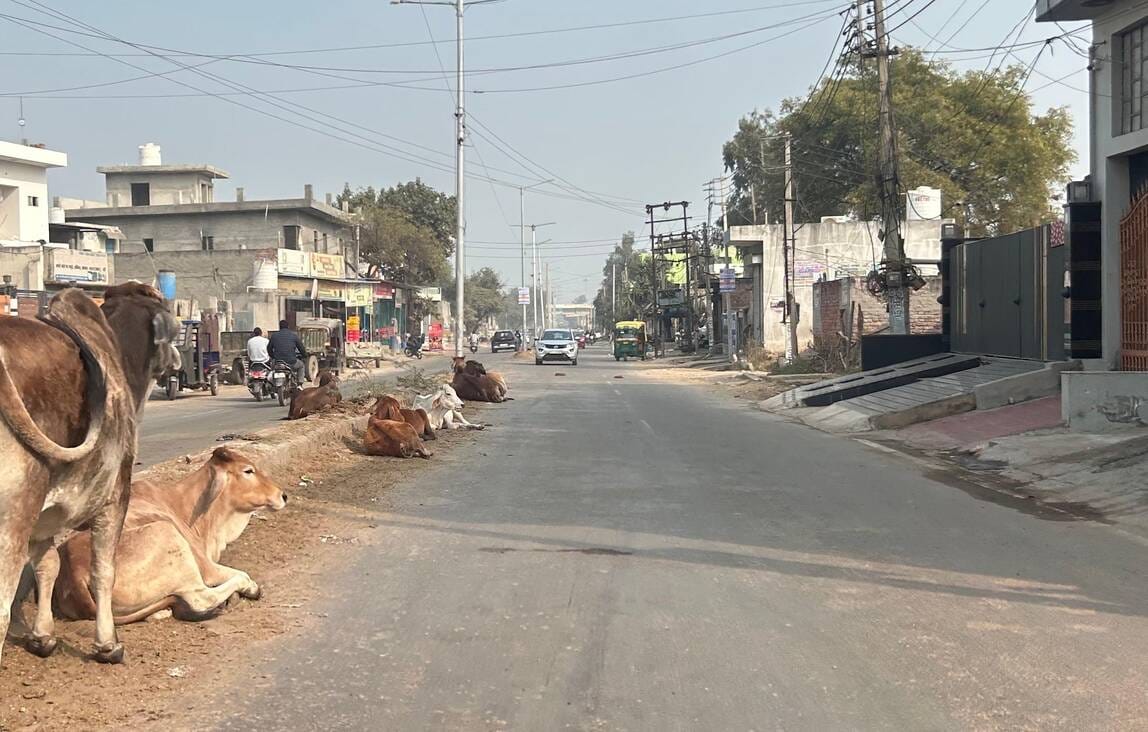 19...रोहतक में सड़क पर गुजर रही कार और घूमता लावारिस पशु। संवाद 19...रोहतक में सड़क पर गुजर रही कार और घूमता लावारिस पशु। संवाद