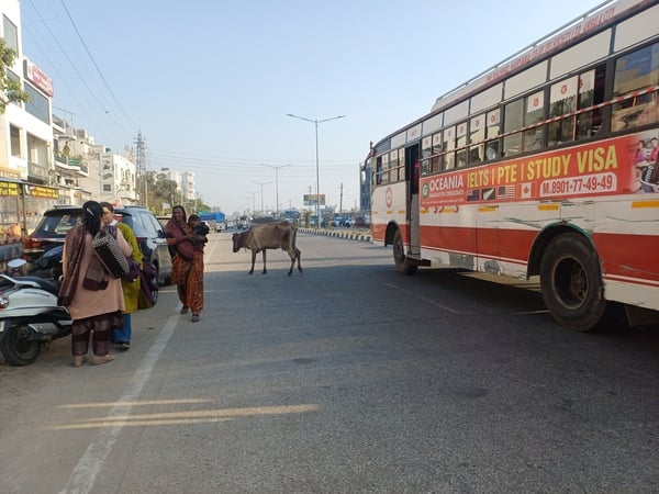 अंबाला जगाधरी राजमार्ग पर बैठा गोवंश। संवाद अंबाला जगाधरी राजमार्ग पर बैठा गोवंश। संवाद