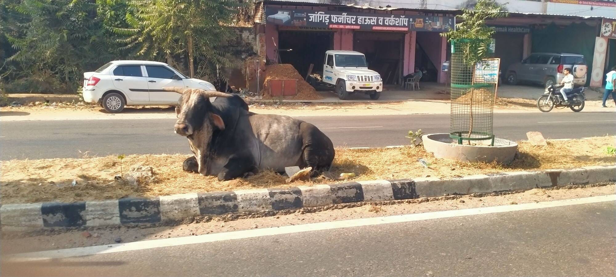 फोटो संख्या:76- स्टेट हाईवे 148बी पर महाराणा प्रताप चौक के नजदीक डिवाइडरों पर खड़े बेसहारा गो फोटो संख्या:76- स्टेट हाईवे 148बी पर महाराणा प्रताप चौक के नजदीक डिवाइडरों पर खड़े बेसहारा गो