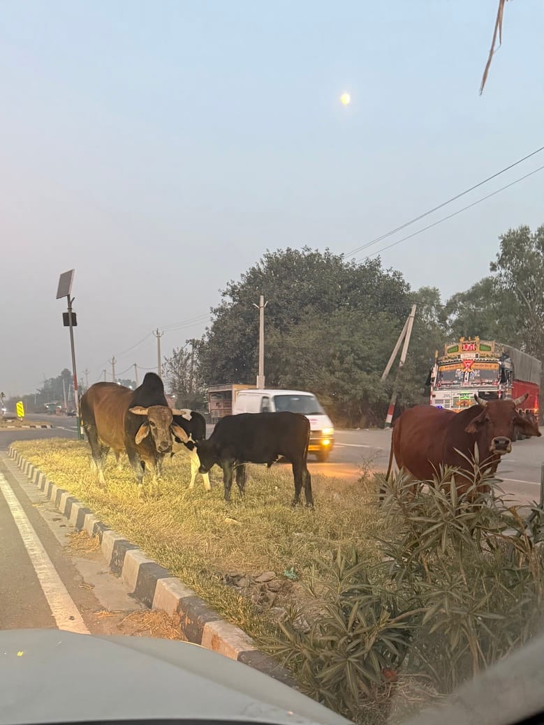 पिहोवा। हिसार चंडीगढ़ राष्ट्रीय राजमार्ग में घुमते बेसहारा गोवंश। संवाद पिहोवा। हिसार चंडीगढ़ राष्ट्रीय राजमार्ग में घुमते बेसहारा गोवंश। संवाद