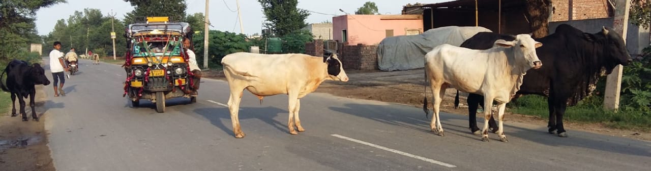समालखा में नेशनल हाईवे-44 की सर्सिस लेन बैठे बेसहारा गौवंश। संवाद समालखा में नेशनल हाईवे-44 की सर्सिस लेन बैठे बेसहारा गौवंश। संवाद